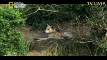 وثائقي - الحياة البرية علي ضفاف نهر الاردن - عالم الحيوان
