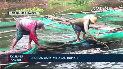 Puluhan Ton Ikan Budidaya Keramba Jala Apung di Kabupaten Banjar Mati Mendadak