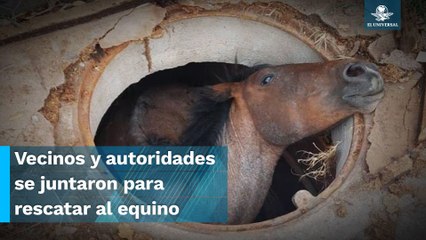 Héroes sin capa, caballo cae a registro de luz en Temixco, Morelos y lo salvan