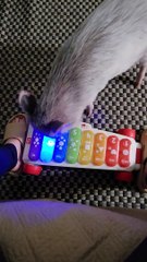 Cochon joue des chansons sur Xylophone Toy