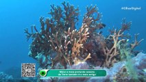 Maior e mais profundo oceano da Terra também é o mais antigo