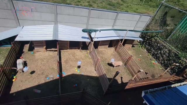 +qn-Conozca el primer hotel de cerdos miniatura de Costa Rica-070623