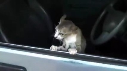 Cat hate dog. Watch what is going on, and enjoy.