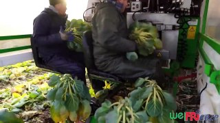 How Million Tons of Tiny Cabbage Farming and Harvesting - Brussel Sprout Cultivation Technique