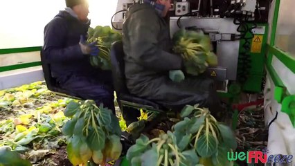 How Million Tons of Tiny Cabbage Farming and Harvesting - Brussel Sprout Cultivation Technique