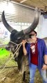 BEAUTIFUL BULL --BAKRA EID _ COW MANDI 2023 _Qurbani(360P)