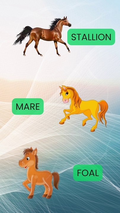 STALLION (DO YOU KNOW ???)