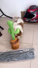 Cute Puppy Encounters Dancing Cactus
