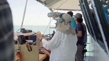 Detectan en México una decena de vaquitas marinas, especie en peligro de extinción