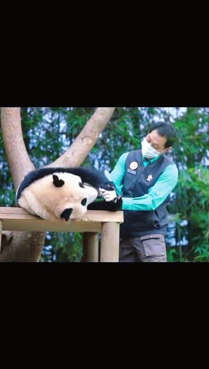 panda and good feeder