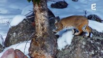 Survie  l'aventure du lynx des Rocheuses - ZAPPING SAUVAGE