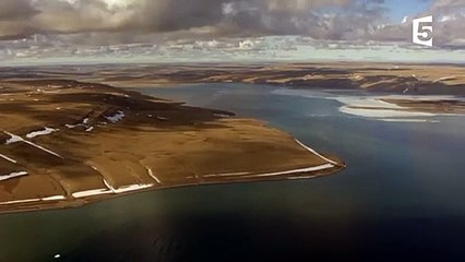 Un ours polaire affamé risque sa vie ! - ZAPPING SAUVAGE