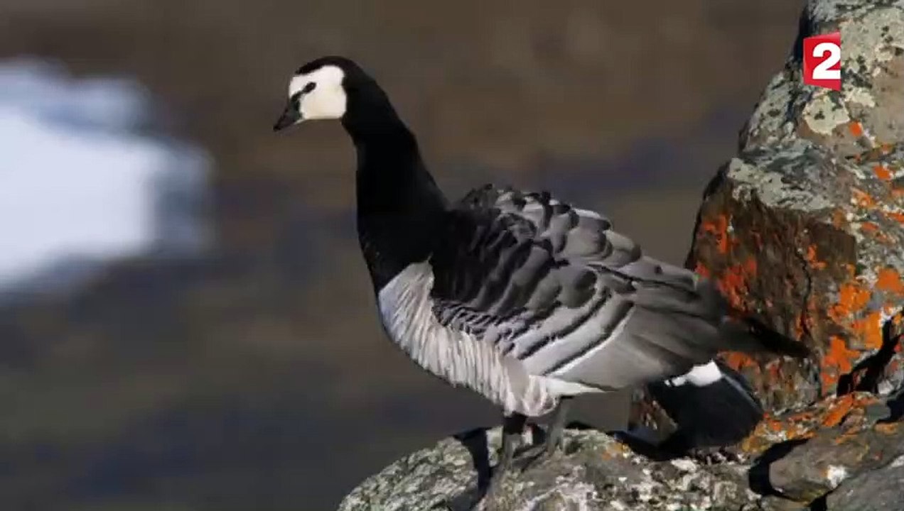 Un poussin saute d'une falaise volontairement ! - ZAPPING SAUVAGE