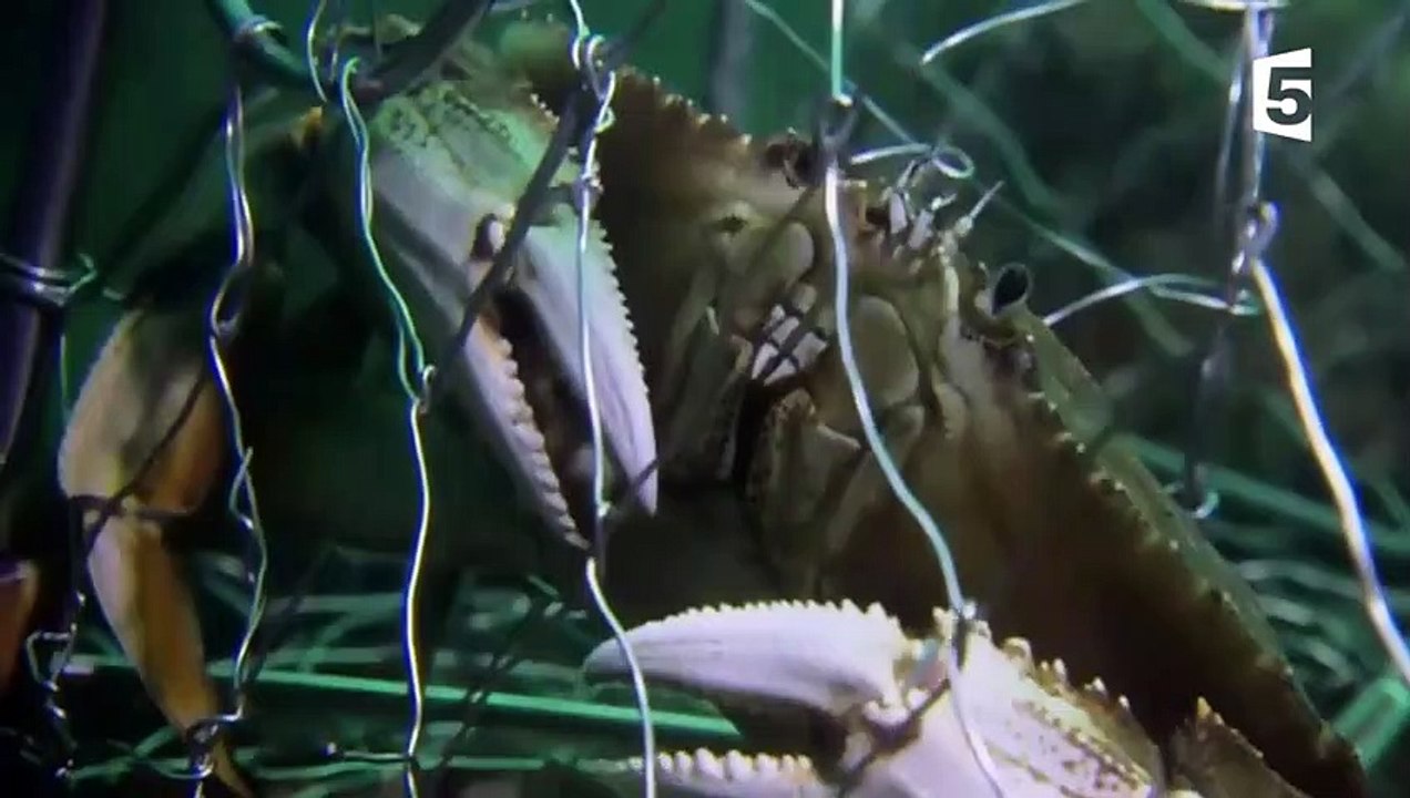 Une pieuvre super-intelligente vole un crabe à un pêcheur - ZAPPING SAUVAGE