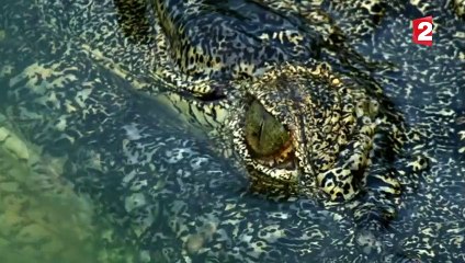 Le plus grand crocodile du monde - ZAPPING SAUVAGE