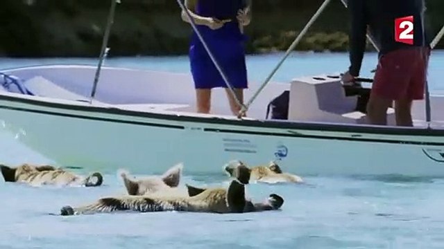 La vérité sur les cochons nageurs des Bahamas - ZAPPING SAUVAGE