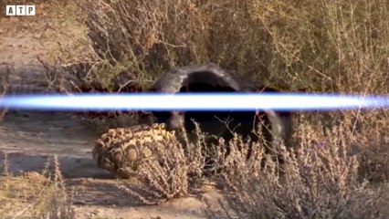 3 Hyena Trying Attack Honey Badger - Animal Fight   ATP Earth