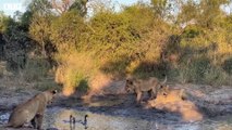 20 Lions Take One Prey - Lions Club Hunting - Animal Video   ATP Earth