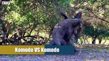 Amazing! Monitor Lizard Vs Python, Komodo Dragon vsCrocodile  Best Battle - Wild Animals   ATP Earth