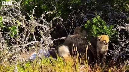 Here's Mother Cheetah Teach Their Cubs Hunting   ATP Earth