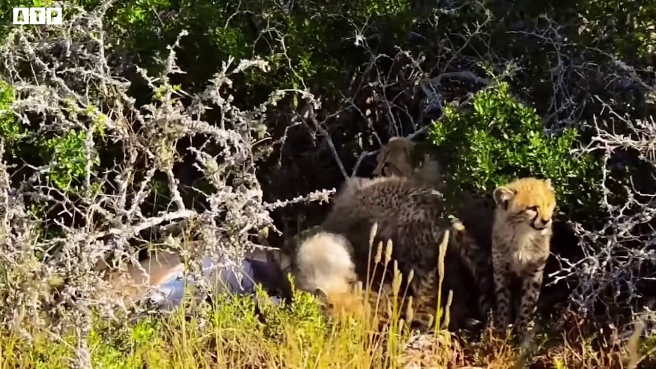 Here's Mother Cheetah Teach Their Cubs Hunting   ATP Earth