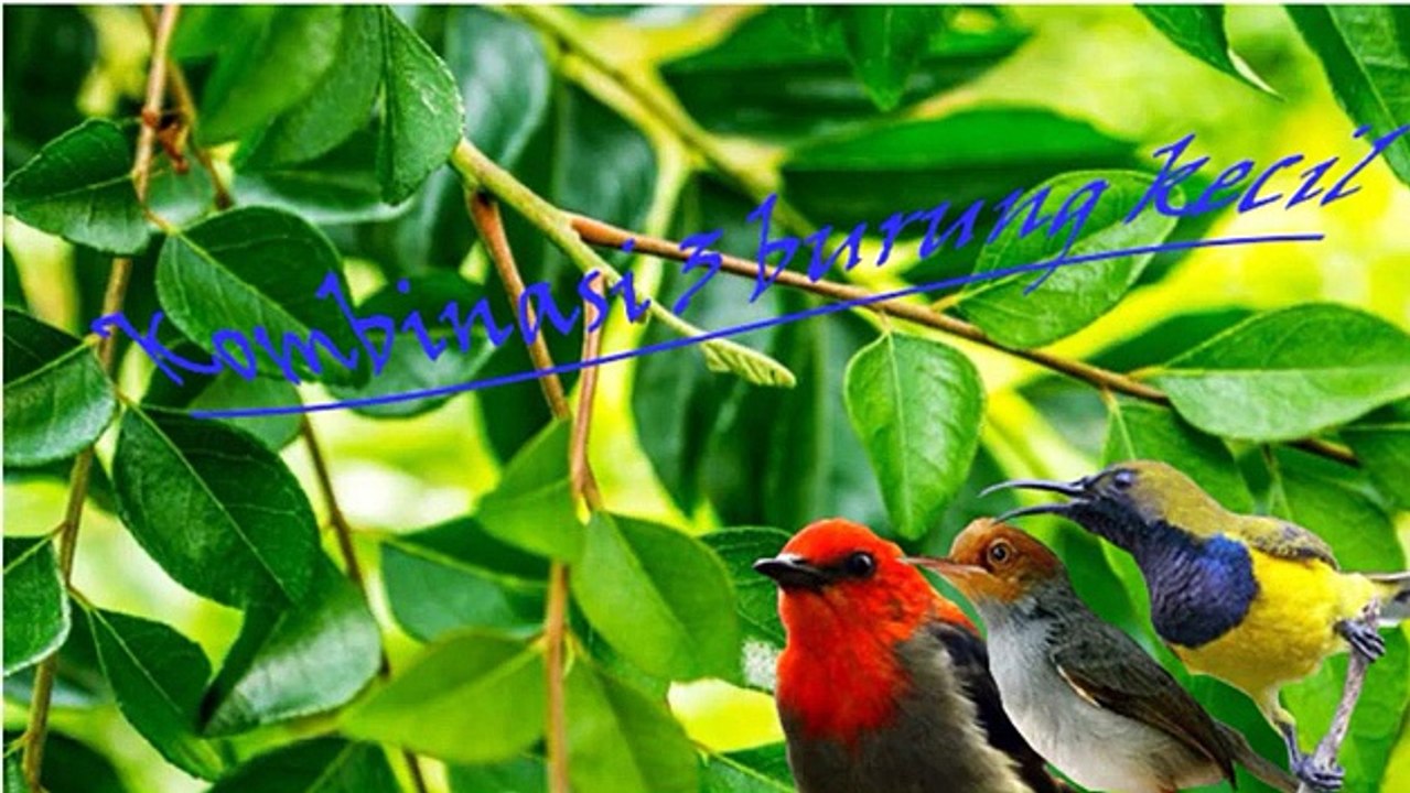 suara pikat burung kecil