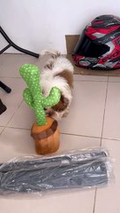 Cute Puppy Encounters Dancing Cactus