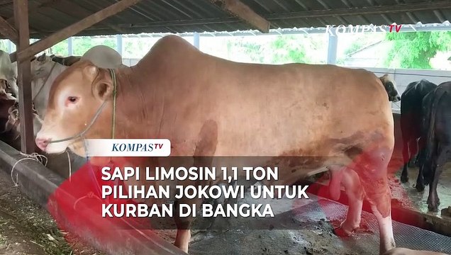 Sapi Limosin 1,1 Ton Pilihan Jokowi untuk Kurban di Bangka