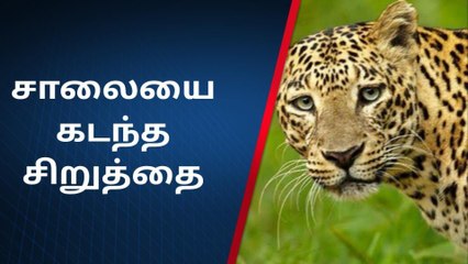 ஈரோடு: சாலையில் உலா வந்த சிறுத்தை - பகீர் காட்சி!0