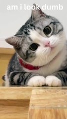 Funny animal videos - Funny cats _ dogs - Funny animals #youtube #youtubeshorts #ytshorts