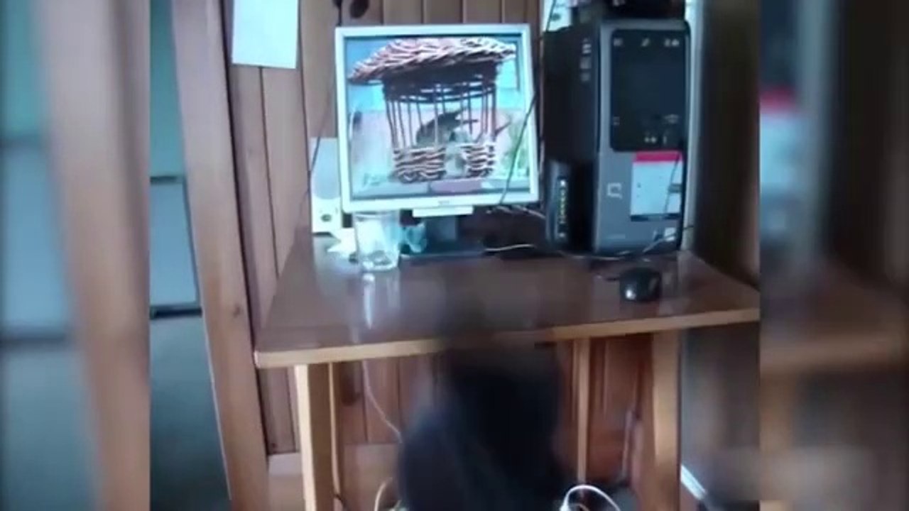 Funny Dogs Cats and Animals Videos Best Of The Best Compilation!