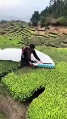 Smart Harvesting Technique #shorts #viral #shortsvideo #video #innovationhub