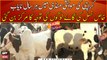 Pretty short height cow attracting buyers at Karachi Cow Mandi