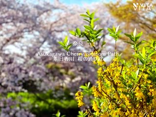 Nara  Cherry blossoms on the banks of the Asukagawa River　明日香川土手の桜