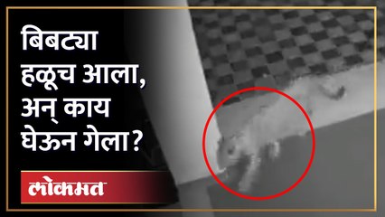 बिबट्या आला अन् जे केलं, ते पाहून तुम्हीही डोक्याला हात लावाल... | Leopard Caught in CCTV | AM4