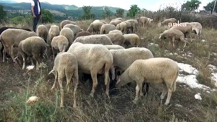 Hayvancılık yapmak zorlaşıyor: Kurban fiyatları vatandaşa pahalı geliyor
