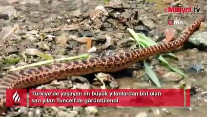 Tunceli'de sarı yılan görüntülendi