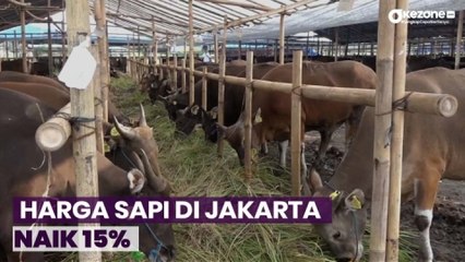 Harga Sapi Naik akibat Maraknya Wabah LSD pada Sapi