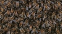 İstanbul'da arı kâbusu: Vatandaşlar tedirgin