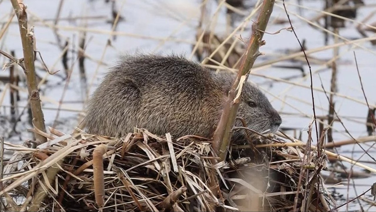 Su maymunları yerleştikleri alanlara zarar veriyor