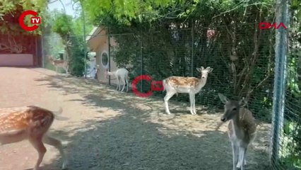 SİLİVRİ'DE EVİNİN BAHÇESİNDE YABANİ GEYİK BESLEYEN ŞÜPHELİ GÖZALTINA ALINDI video