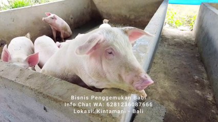 Peternakan Dan Penggemukan Babi Di Kintamani Bali
