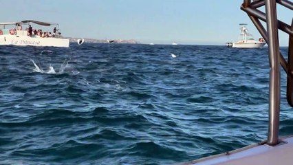 Flying Stingrays In Cabo