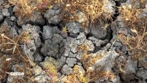 La grave sequía en el Parque Nacional de Doñana obliga a los arroceros a dejar de sembrar