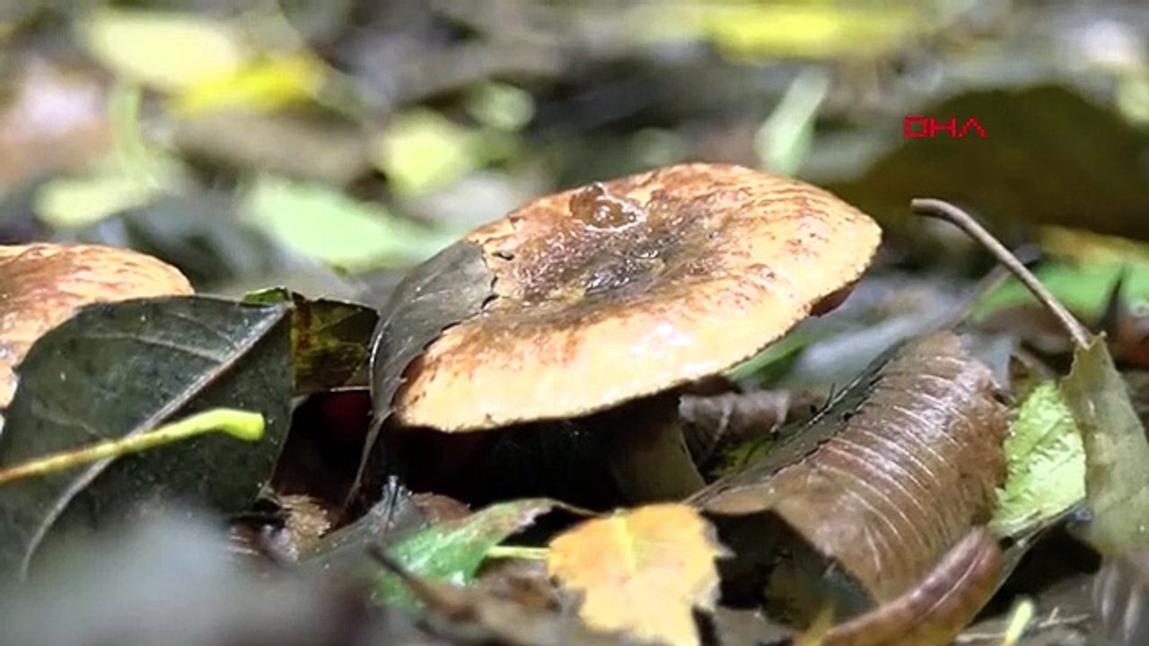 Méfiez-vous de l'empoisonnement aux champignons : ceux qui sont colorés et attrayants peuvent être plus toxiques