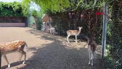 Animaux sauvages en voie de disparition capturés à Silivri