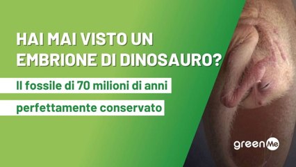 Hai mai visto un embrione di dinosauro? Ritrovato fossile di oviraptosauro di 70 milioni di anni fa perfettamente conservato