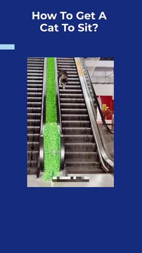 How To Get A Cat To Sit | Funny Pets Videos Compilation 2023