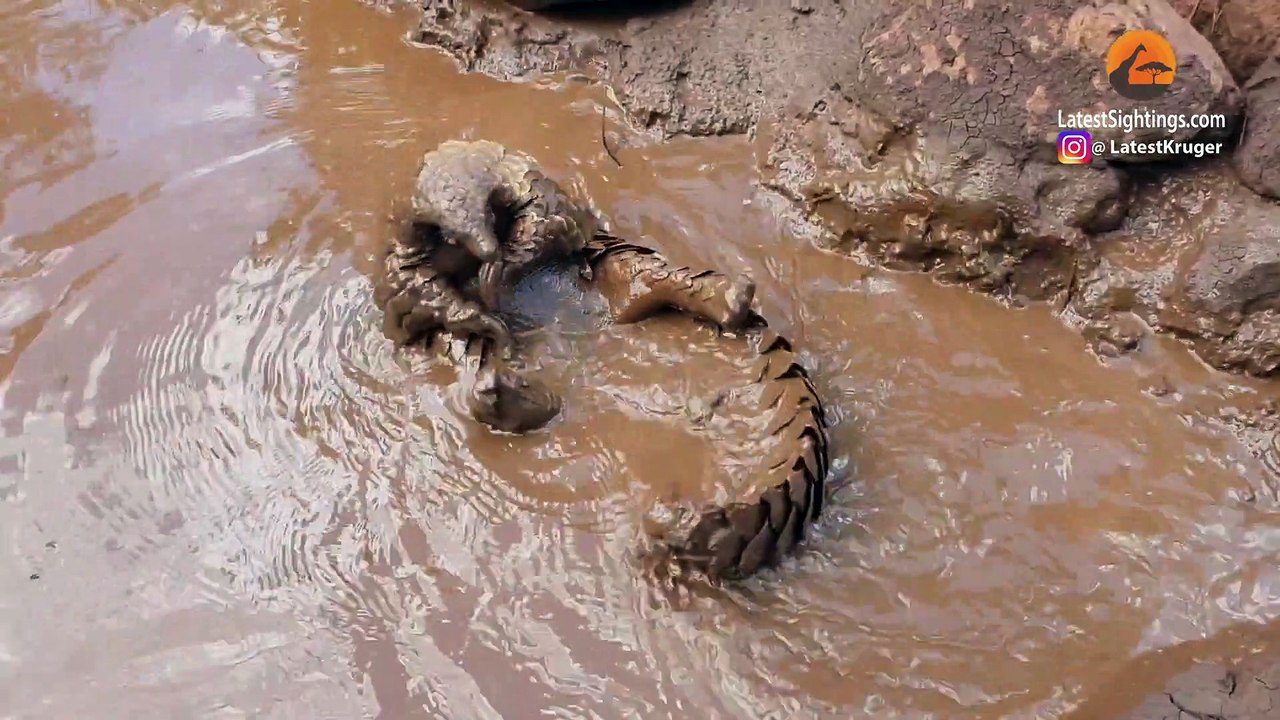 This Pangolin REALLY Loves Swimming