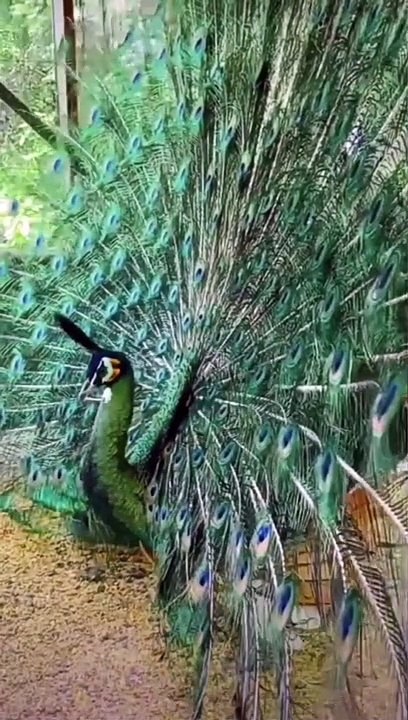 Serenade of Elegance Immerse Yourself in the Enchanting Sounds and dance of Peacocks